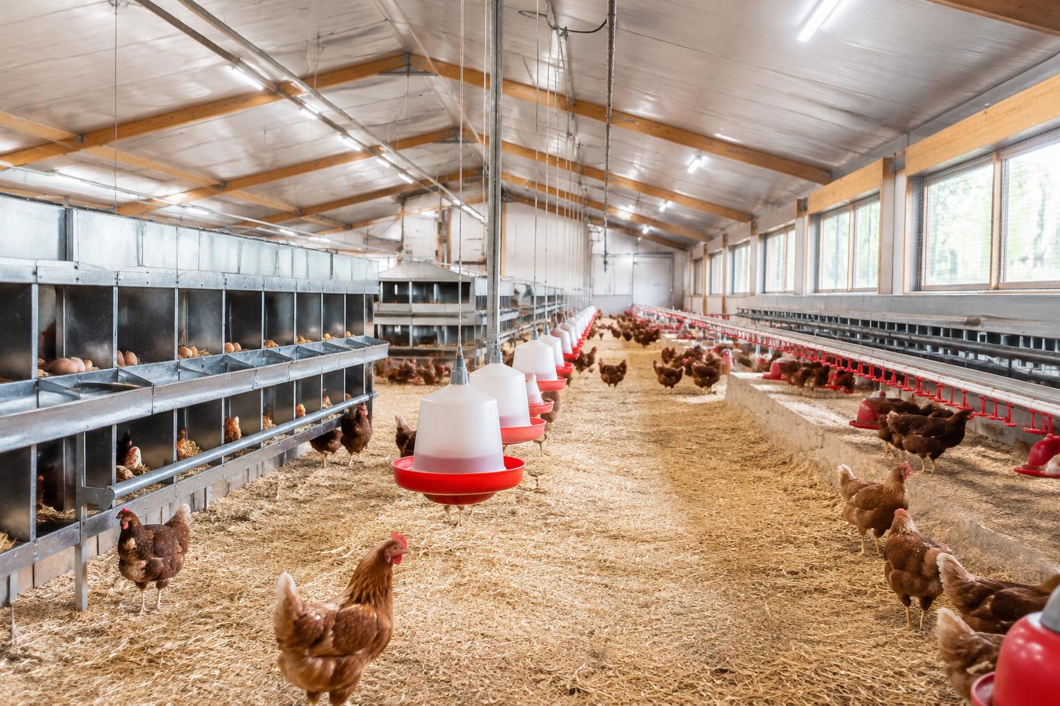 Professional, well-maintained chicken coop